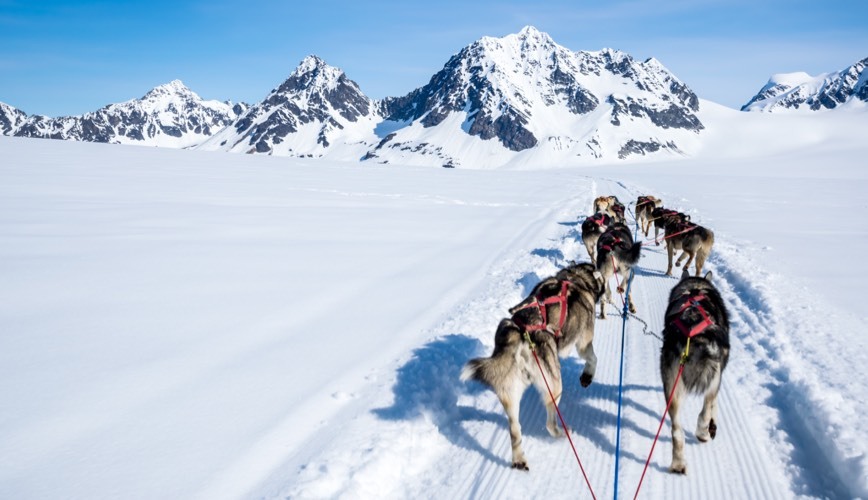 Sled Dogs and Support