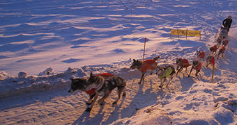 A pack of dogs walking on snow